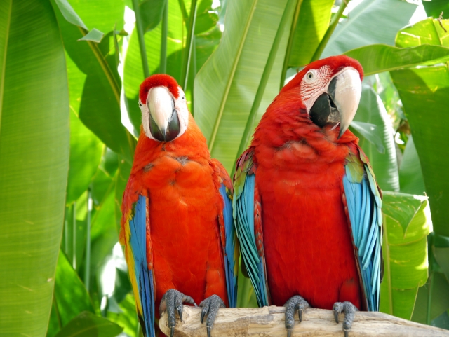 真似るということ