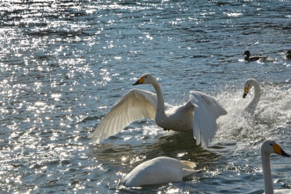 鳥の羽ばたき